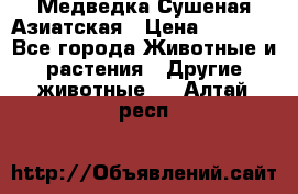 Медведка Сушеная Азиатская › Цена ­ 1 400 - Все города Животные и растения » Другие животные   . Алтай респ.